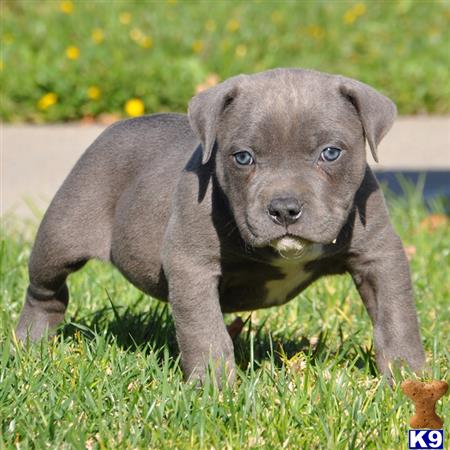 american pit bull puppy posted by Pitbulls for Sale